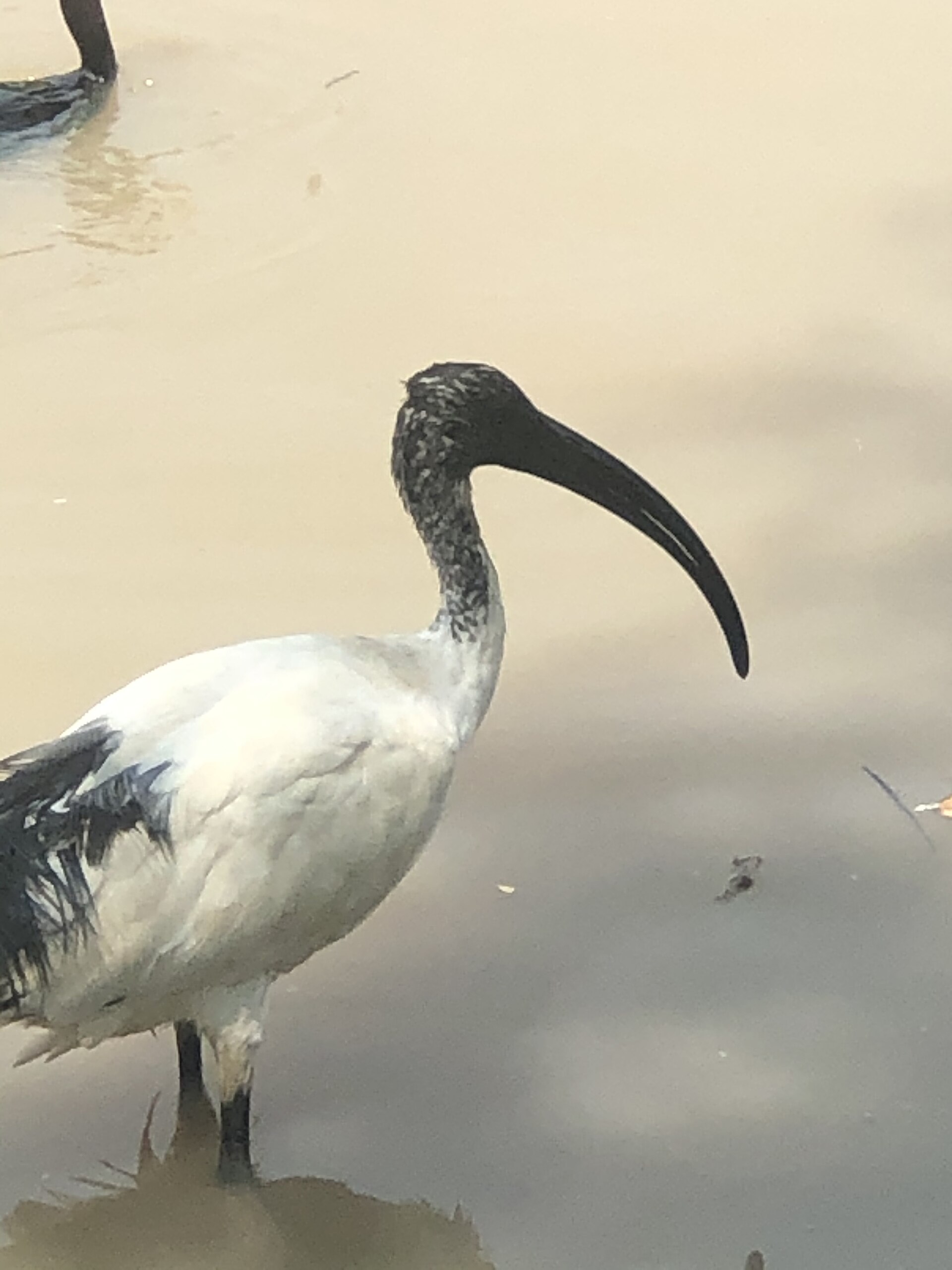 Hadada ibis at Dunga Beach, Kisumu
