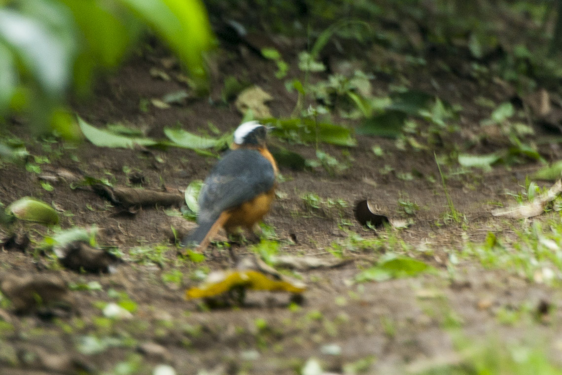 Kakamega Forest canopy