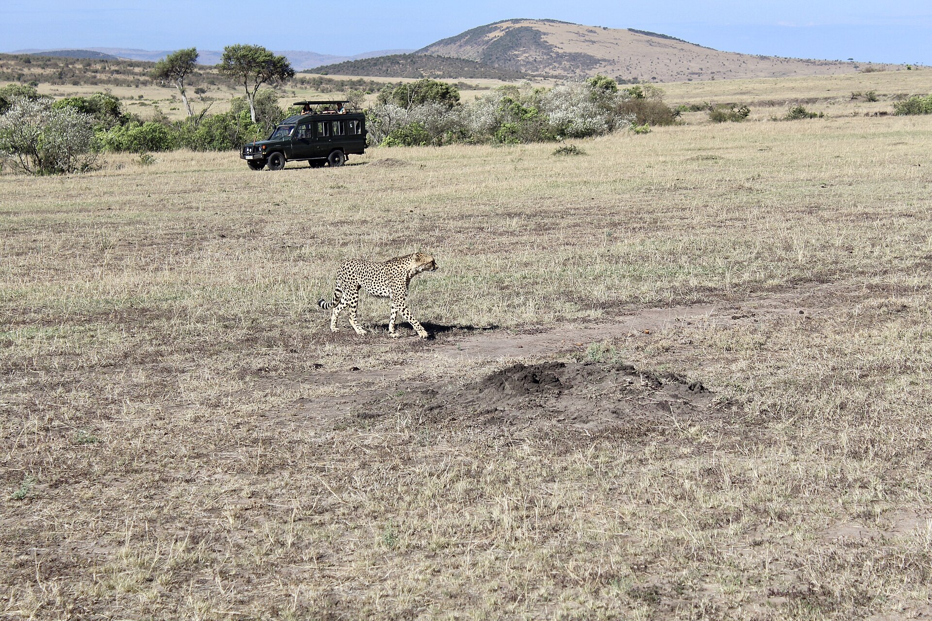 Cheetah in the Maasai Mara