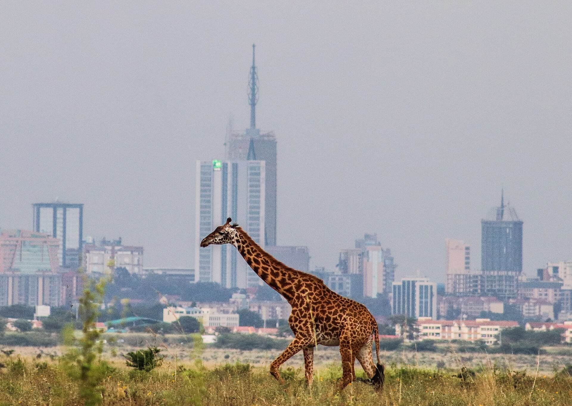 Giraffe against the Nairobi skyline